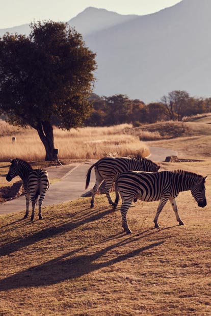 Die angenehmsten Orte der Welt: Local Rule: Zebras dürfen rechts überholt werden/Parkplatznot: die Geißel des modernen Großstädters