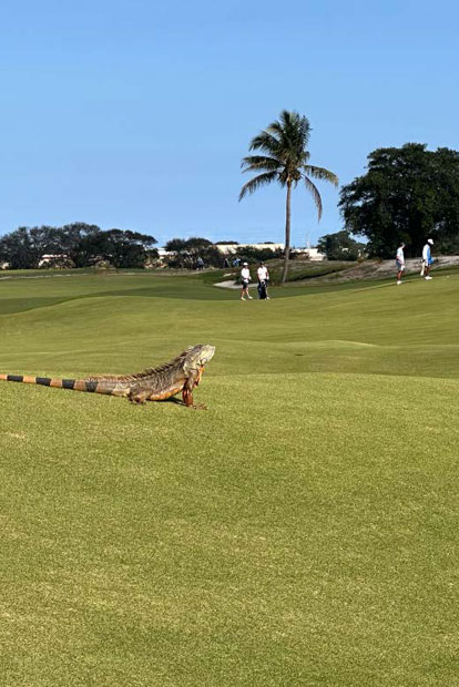 Die angenehmsten Orte der Welt: Albtraum: auf dem Golfplatz die Echs' getroffen (l.). Cart Rider: Ein Mann und sein Auto kämpfen gegen das Dickicht (r.)